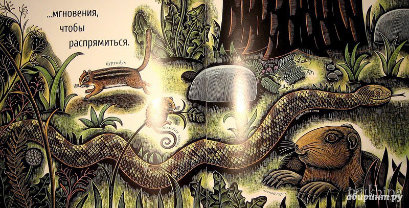 Иллюстрация 47 из 65 для Живые спирали - Джойс Сидман | Лабиринт - книги. Источник: Трухина Ирина
