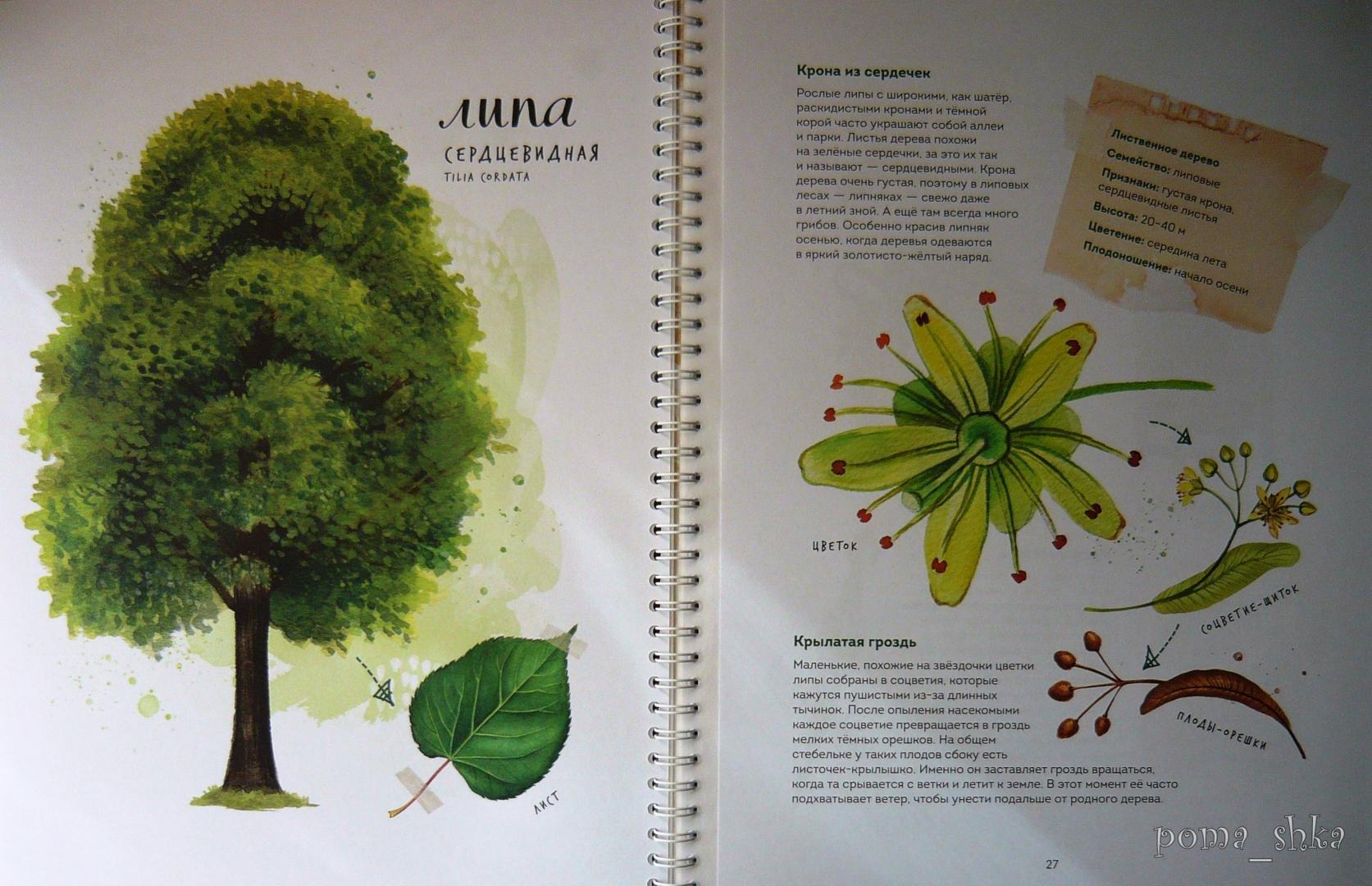 Иллюстрация 77 из 126 для Мой гербарий. Листья деревьев - Анна Васильева | Лабиринт - книги. Источник: Ромашка:-)