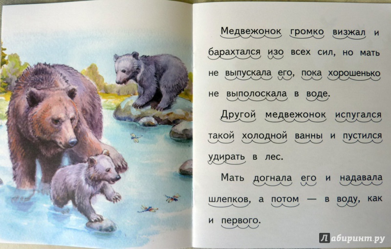 Медведь читать рассказ. Купание медвежат Бианки. Купание медвежат Бианки иллюстрации. Купание медвежат картинки. Рассказ Бианки купание медвежат.