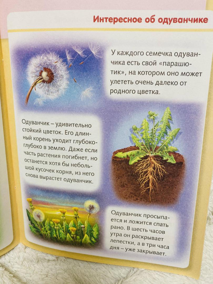 Иллюстрация 33 из 34 для Удивительные превращения. Как живут и развиваются растения - Марина Султанова | Лабиринт - книги. Источник: Kalinyuk  Yuliya
