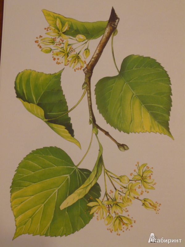 Иллюстрация 8 из 31 для Листья и плоды. Дидактический материал - И. Васильева | Лабиринт - книги. Источник: maria1978