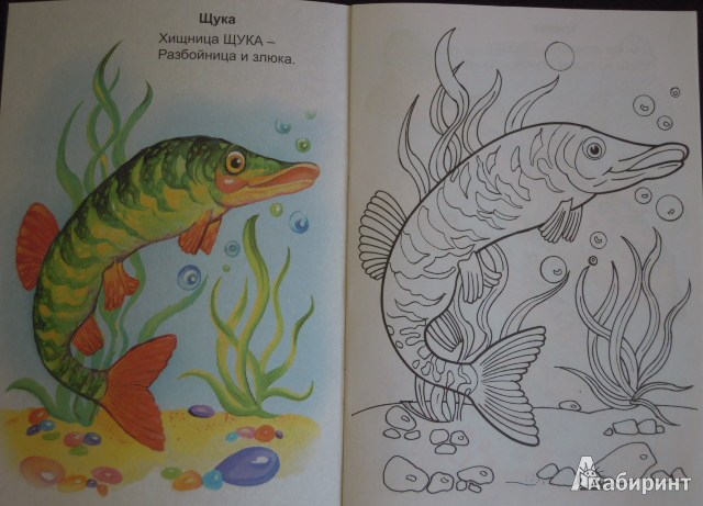 Иллюстрация 2 из 5 для Такие разные рыбы - Юрий Чичев | Лабиринт - книги. Источник: Iwolga