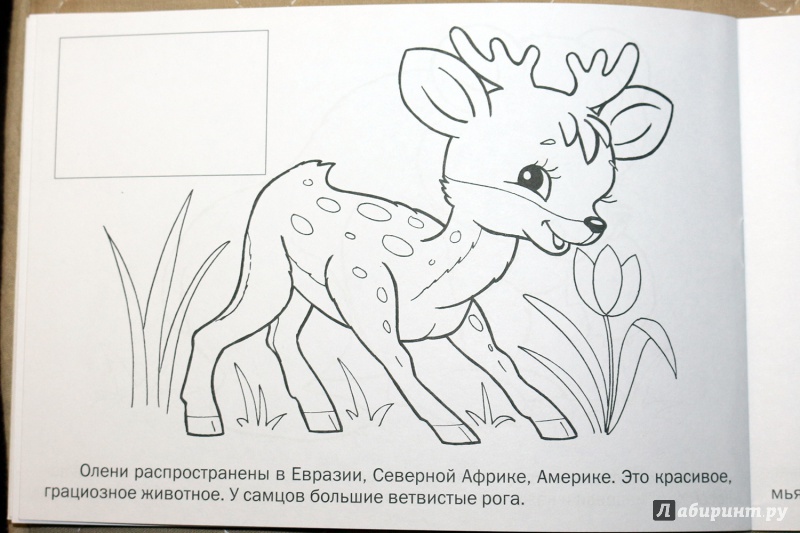 Иллюстрация 5 из 25 для Раскраска с наклейками "Дикие животные" | Лабиринт - книги. Источник: Террил