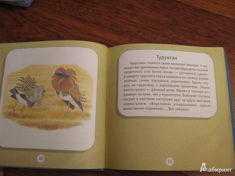 Иллюстрация 12 из 21 для Про птиц. Моя первая книга о животных - Александр Тихонов | Лабиринт - книги. Источник: mamselka