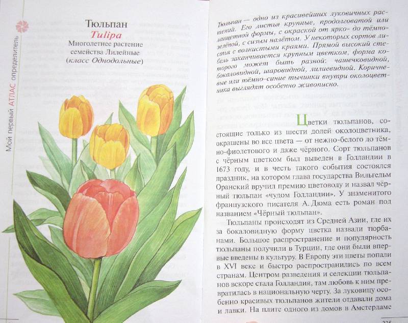 Иллюстрация 28 из 39 для Твой первый атлас-определитель. Растения - Козлова, Сивоглазов | Лабиринт - книги. Источник: Челла
