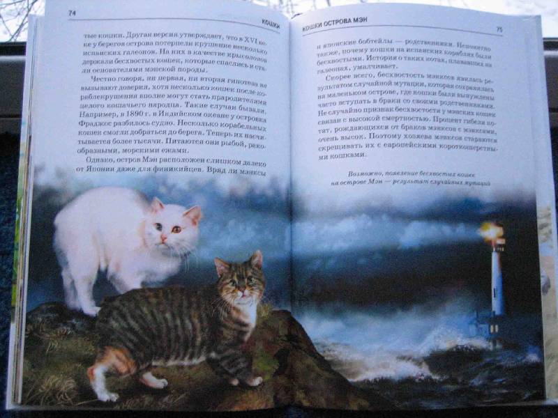 Иллюстрация 14 из 32 для Кошки - Сергей Афонькин | Лабиринт - книги. Источник: Трухина Ирина