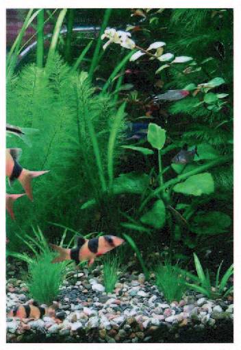 Иллюстрация 5 из 16 для Все об аквариумных растениях. Атлас-справочник - С. Раделов | Лабиринт - книги. Источник: sinobi sakypa &quot;&quot;( ^ _ ^ )&quot;&quot;