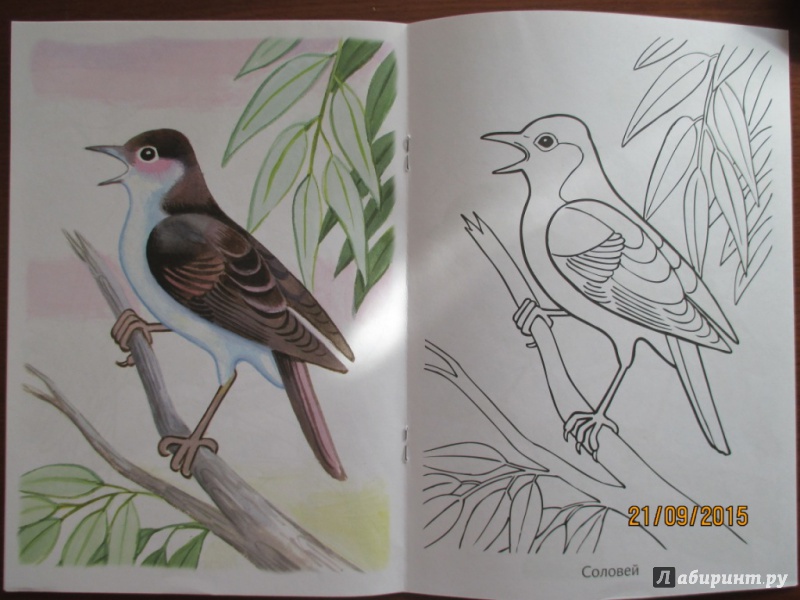 Иллюстрация 15 из 29 для Раскраска. Перелетные птицы | Лабиринт - книги. Источник: Марина Епифанцева