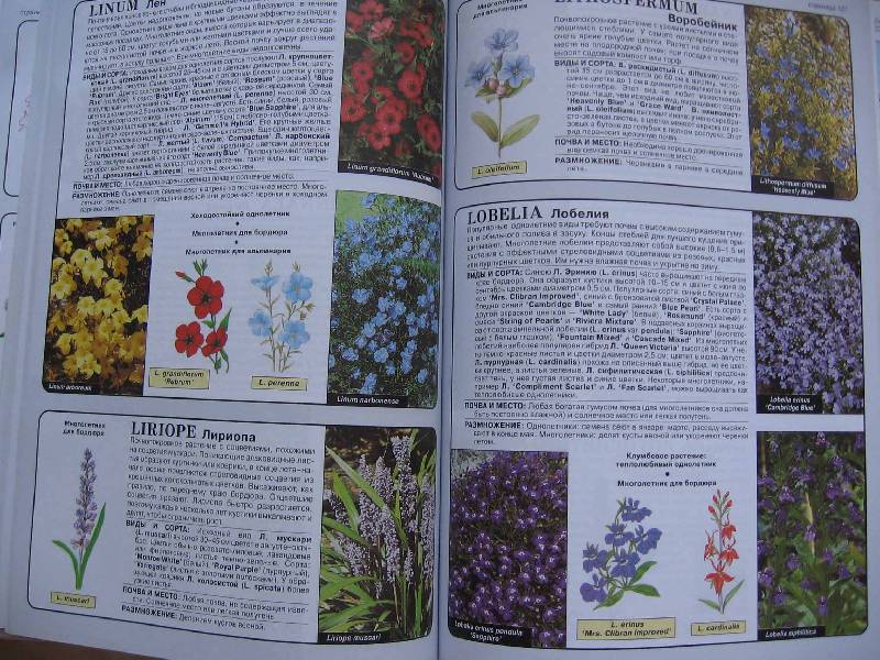 Иллюстрация 10 из 23 для Все о цветах в вашем саду - Дэвид Хессайон | Лабиринт - книги. Источник: Red cat ;)