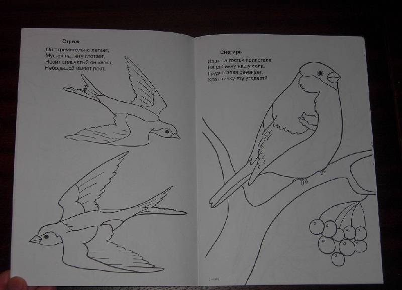 Иллюстрация 11 из 14 для Кто умеет летать - Скребцова, Лопатина | Лабиринт - книги. Источник: Iwolga