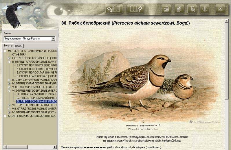 Иллюстрация 3 из 3 для Птицы России (CDpc) | Лабиринт - . Источник: Afina