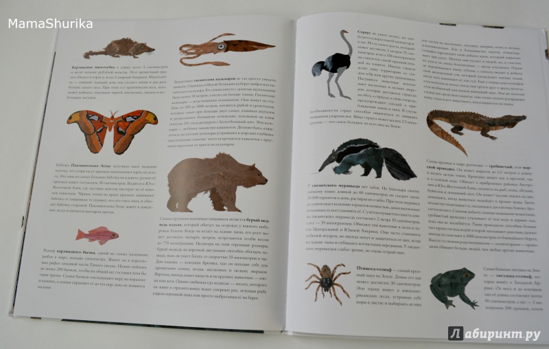 Иллюстрация 25 из 84 для Сравни! Животные в натуральную величину - Стив Дженкинс | Лабиринт - книги. Источник: Мама-Шурика  .