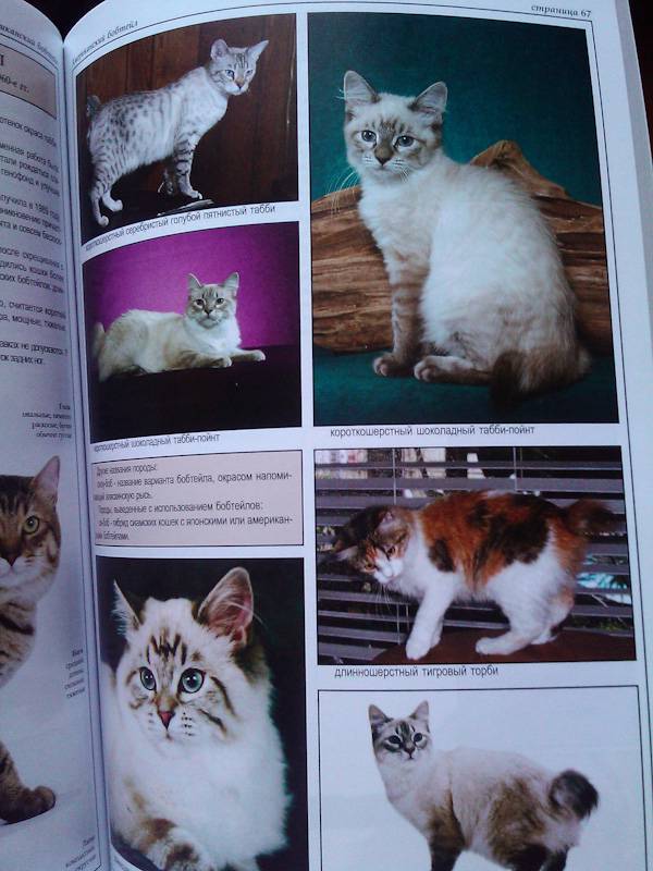 Иллюстрация 39 из 39 для Все о породах кошек - Джульетта Мей | Лабиринт - книги. Источник: Leisured