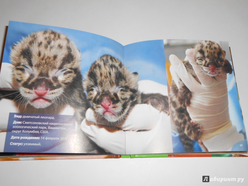 Иллюстрация 21 из 23 для Детеныши животных - Блэйман, Истланд | Лабиринт - книги. Источник: Леан