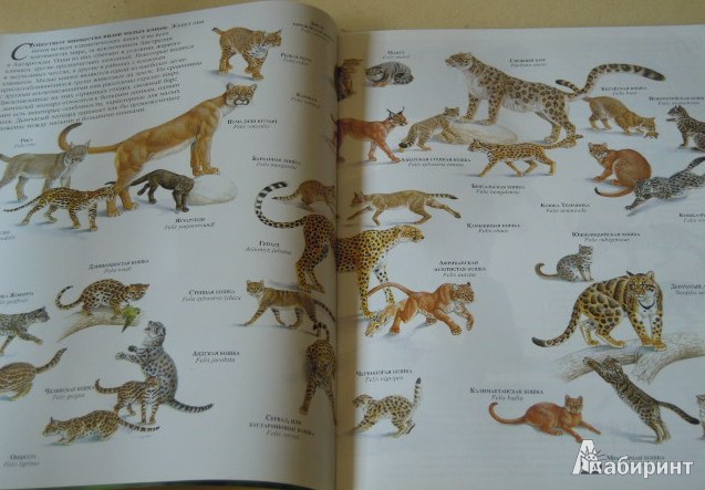 Иллюстрация 21 из 23 для Малые кошки - Джон Веско | Лабиринт - книги. Источник: Iwolga