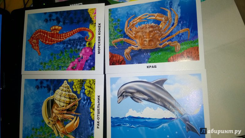 Иллюстрация 31 из 32 для Обитатели морей и океанов | Лабиринт - игрушки. Источник: Солнышко Светка