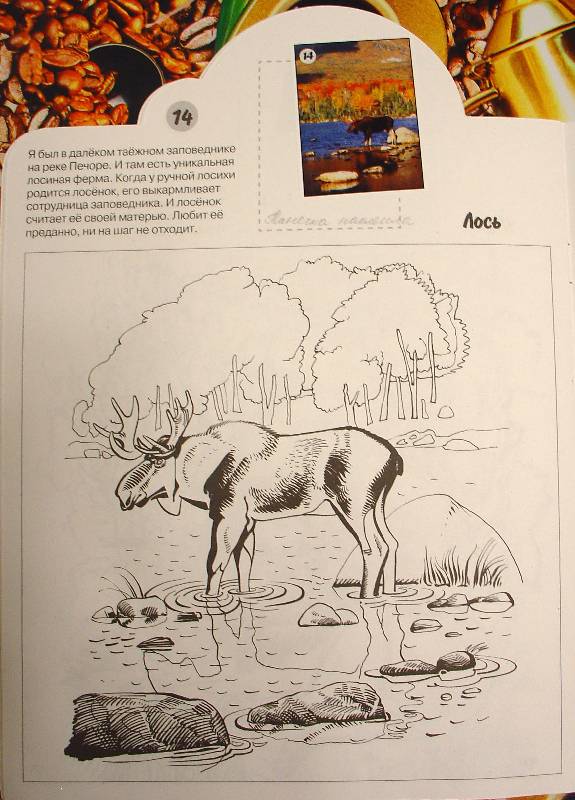 Иллюстрация 8 из 8 для Млекопитающие - Николай Дроздов | Лабиринт - книги. Источник: samuel whiskers