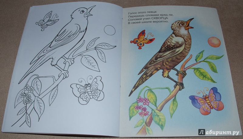 Иллюстрация 20 из 26 для Птичьи голоса - Юрий Чичев | Лабиринт - книги. Источник: Книжный кот
