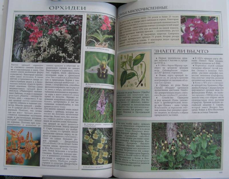 Иллюстрация 20 из 22 для Все о самых удивительных растениях - Неер Ян Ван дер | Лабиринт - книги. Источник: Solen