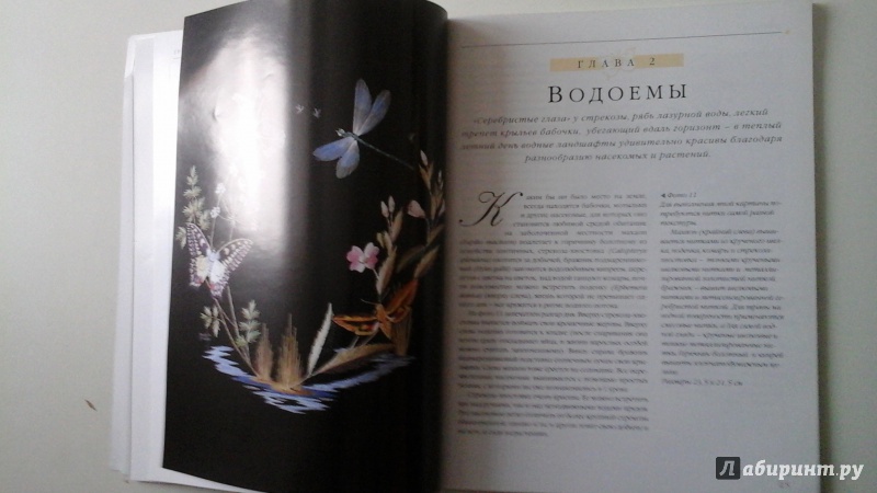 Иллюстрация 26 из 41 для Бабочки. Практическое руководство - Хелен Стивенс | Лабиринт - книги. Источник: manyaa