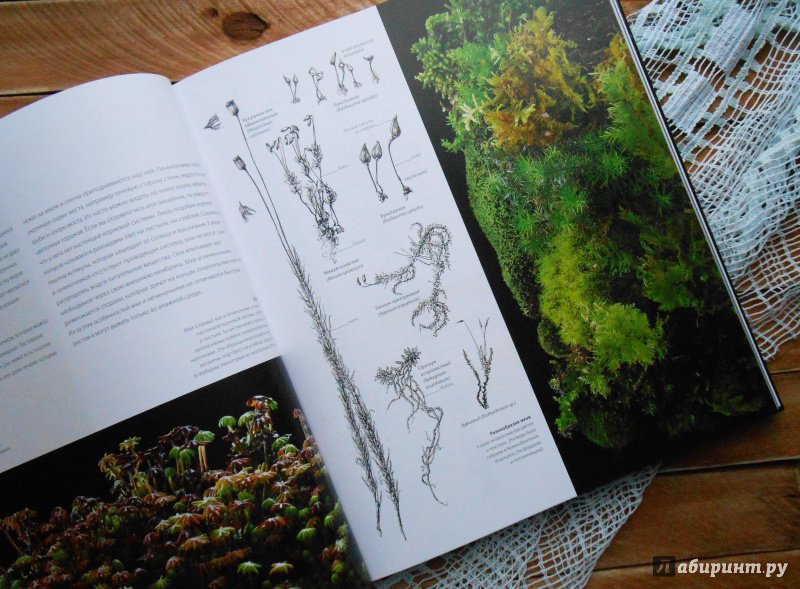 Иллюстрация 33 из 40 для Ботаника для художника. Полное руководство по рисованию растений - Сара Симблет | Лабиринт - книги. Источник: Болгарина  Наталья