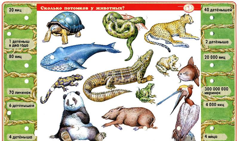 Иллюстрация 18 из 18 для Набор карточек к игре "В мире животных" | Лабиринт - игрушки. Источник: РИВА