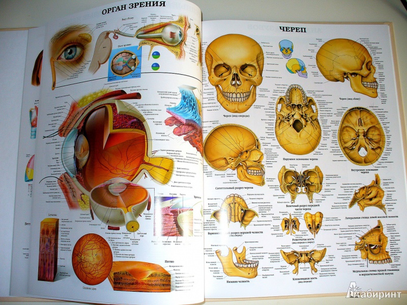 Иллюстрация 5 из 9 для Большой атлас анатомии человека | Лабиринт - книги. Источник: Соня-Лиза