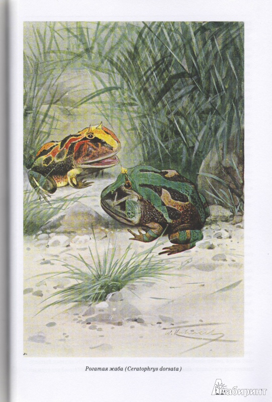 Иллюстрация 28 из 42 для Животный мир. Его быт и среда. В 3-х томах - Вильгельм Гааке | Лабиринт - книги. Источник: Трубадур