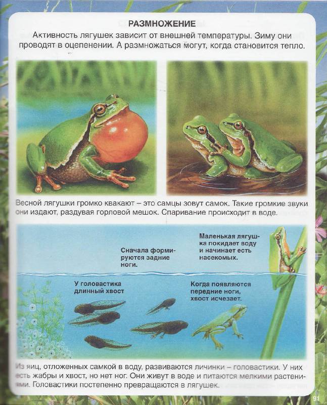 Иллюстрация 53 из 54 для Самые маленькие животные - Эмили Бомон | Лабиринт - книги. Источник: Наталья Плотникова