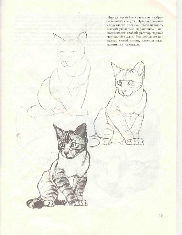 Иллюстрация 24 из 39 для Учитесь рисовать кошек - Дэвид Браун | Лабиринт - книги. Источник: Юта