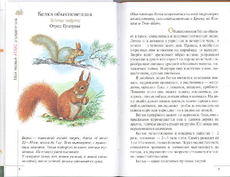 Иллюстрация 6 из 10 для Атлас: Животные леса (3610) - Бровкина, Сивоглазов | Лабиринт - книги. Источник: мамаОля