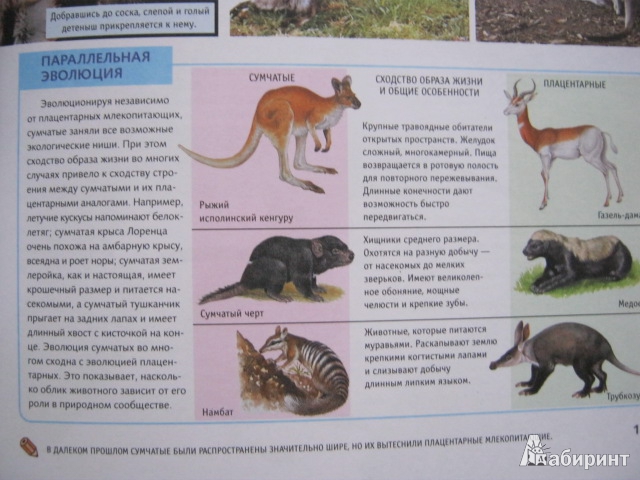 Иллюстрация 9 из 16 для Животные всего мира. От больших до маленьких | Лабиринт - книги. Источник: Евгения39