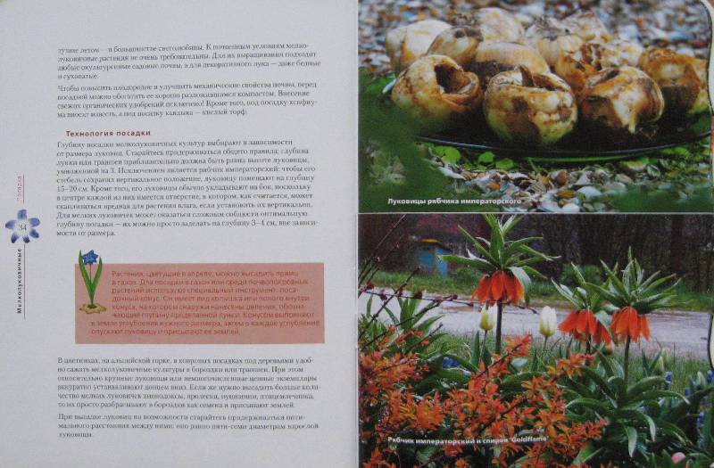 Иллюстрация 8 из 10 для Крокусы, нарциссы и другие мелколуковичные цветы - Юлия Попова | Лабиринт - книги. Источник: Флоренция