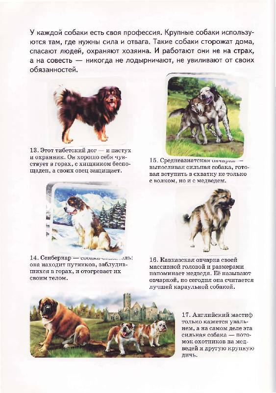 Иллюстрация 8 из 15 для Собаки - А. Бугаев | Лабиринт - книги. Источник: Р.  Светлана