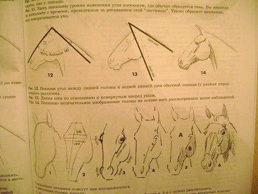 Иллюстрация 35 из 41 для Как рисовать животных - Джек Хамм | Лабиринт - книги. Источник: Ларисенок
