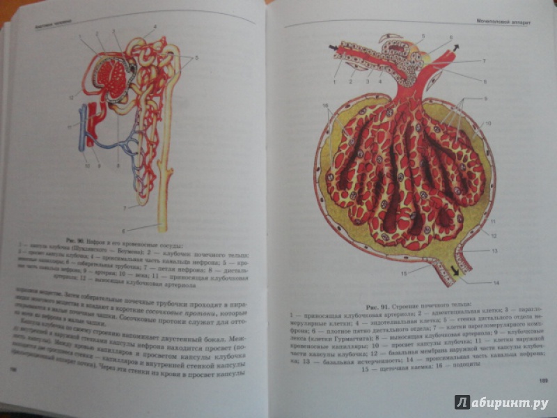 Иллюстрация 6 из 11 для Анатомия человека - Сапин, Швецов | Лабиринт - книги. Источник: Kristin