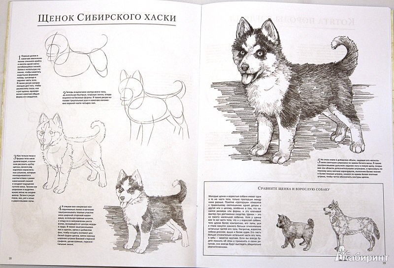 Иллюстрация 5 из 15 для Домашние животные - Миа Тавонатти | Лабиринт - книги. Источник: Sysoy