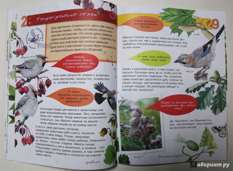 Иллюстрация 9 из 20 для Растения - Петр Волцит | Лабиринт - книги. Источник: Лукина  Мария