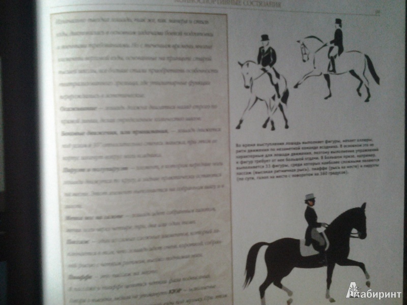 Иллюстрация 7 из 10 для Лошади и пони - Владимир Жабцев | Лабиринт - книги. Источник: Красное Солнышко