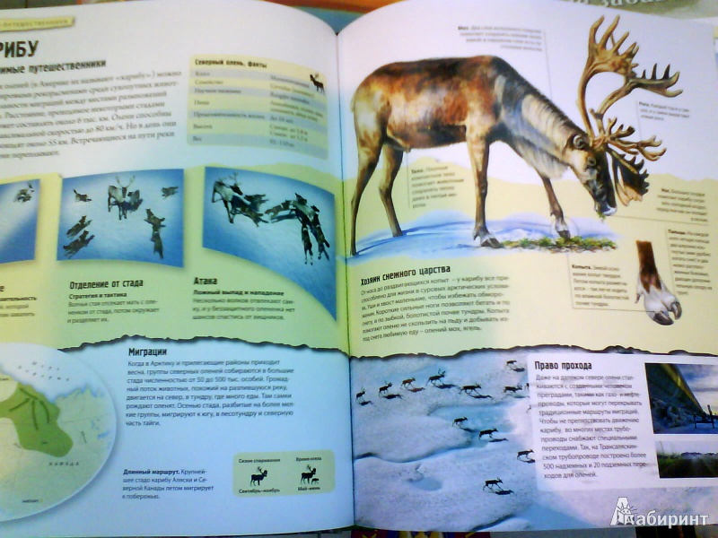 Иллюстрация 4 из 19 для Животные-путешественники - Дуайт Холинг | Лабиринт - книги. Источник: Мила