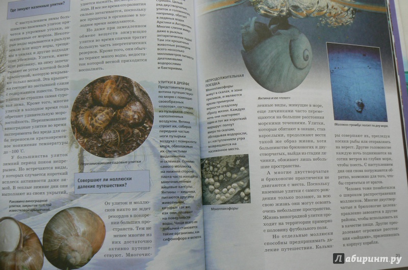 Иллюстрация 4 из 18 для Мир моллюсков от улиток до осьминогов - Дитмар Мертенс | Лабиринт - книги. Источник: Марина