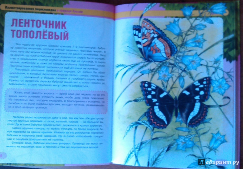 Иллюстрация 9 из 17 для Бабочки и их друзья - Сергей Шустов | Лабиринт - книги. Источник: Комаров Владимир