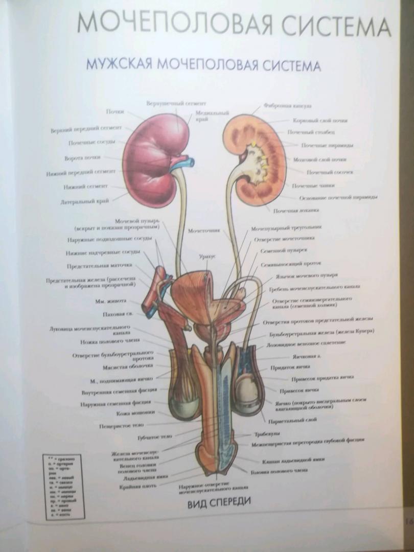 Иллюстрация 28 из 32 для Большой атлас анатомии человека | Лабиринт - книги. Источник: Бредер Екатерина