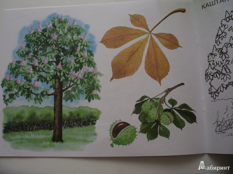 Иллюстрация 15 из 16 для Деревья, плоды, листья. Изучаем и раскрашиваем | Лабиринт - книги. Источник: Tiger.