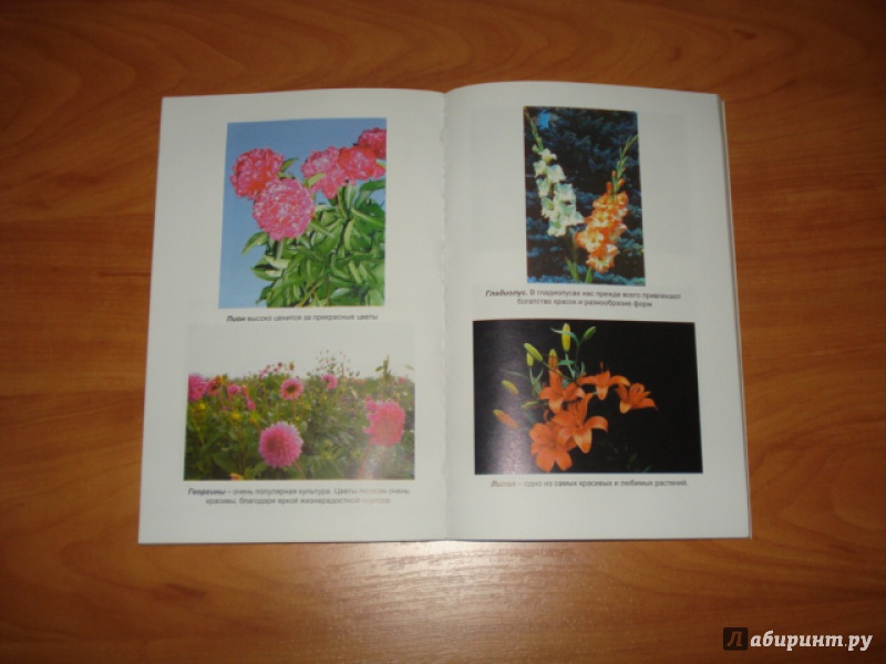 Иллюстрация 9 из 26 для Благоухающие цветы в вашем саду - Владимир Железнев | Лабиринт - книги. Источник: Масяшка