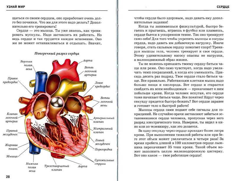 Иллюстрация 19 из 47 для Анатомия человека - Сергей Афонькин | Лабиринт - книги. Источник: Юта