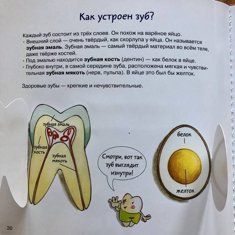 Иллюстрация 84 из 145 для Зубная книга. Все о твоих молочных зубах - Ивона Радюнц | Лабиринт - книги. Источник: S  Victoria