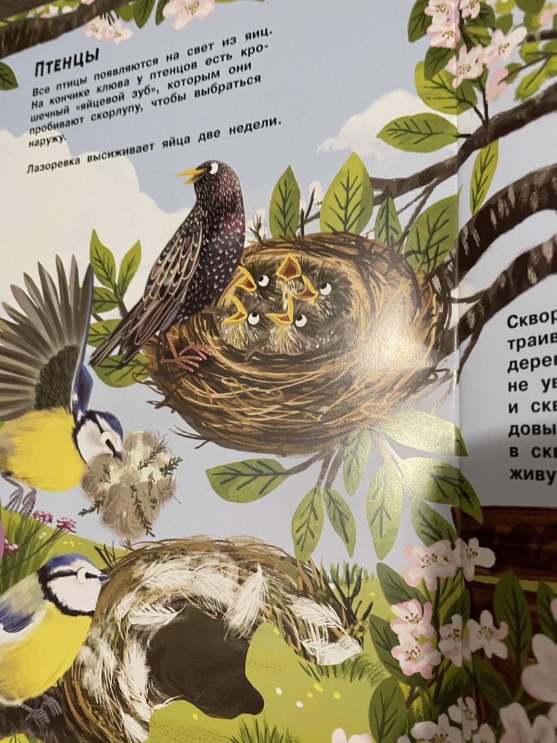Иллюстрация 31 из 32 для Малиновки, синицы и другие птицы | Лабиринт - книги. Источник: Лабиринт