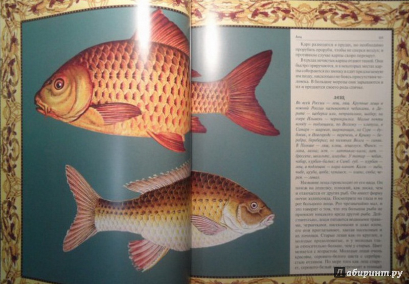 Иллюстрация 3 из 8 для Русская рыбалка | Лабиринт - книги. Источник: Елизовета Савинова