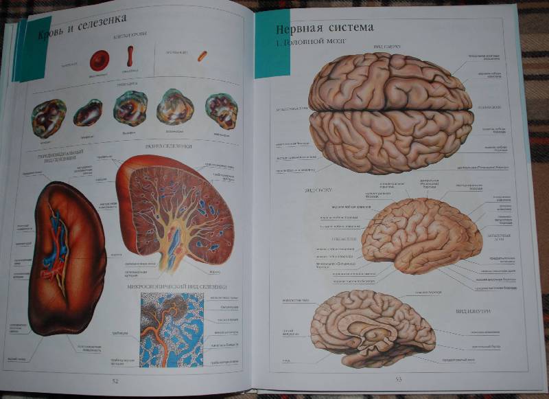 Иллюстрация 21 из 58 для Атлас анатомии человека | Лабиринт - книги. Источник: МаRUSя
